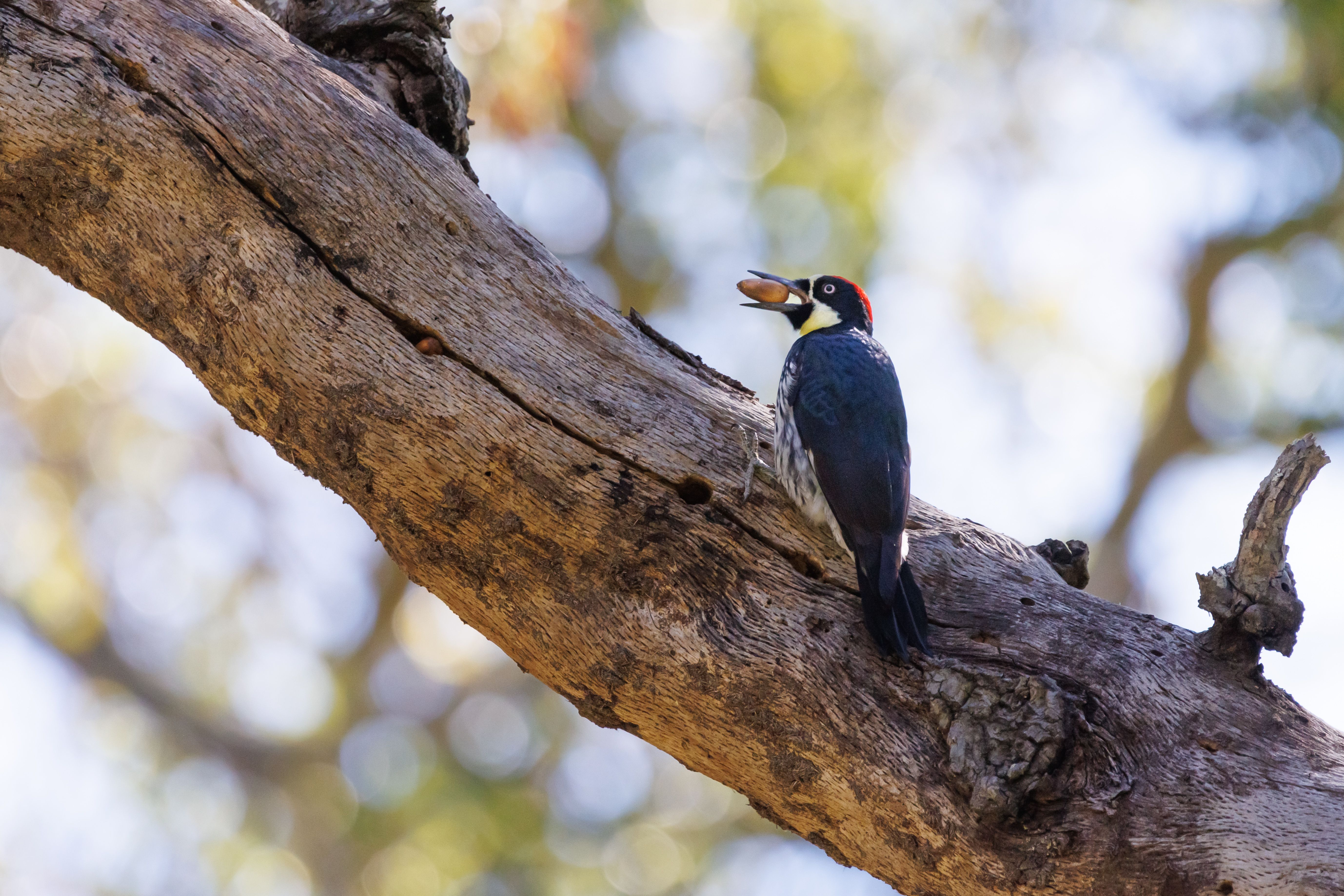 A woodpecker with an acorn in its mouth sits in atree.